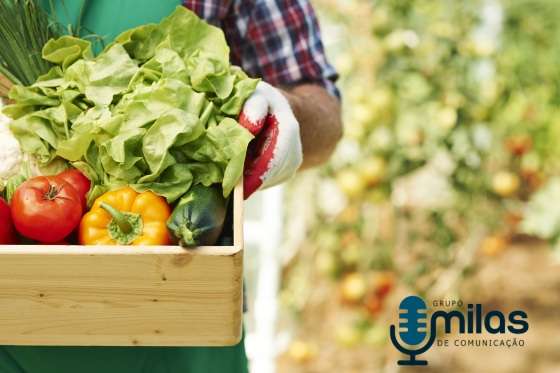 Plano Safra contempla agricultura familiar - Crédito Freepik.jpg