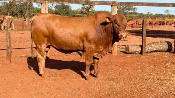 MTN-Mais-dois-touros-Montana-sao-contratados-por-importantes-centrais-de-genetica-bovina-foto-divulgacao.jpeg