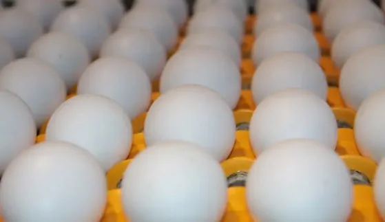 OVOS